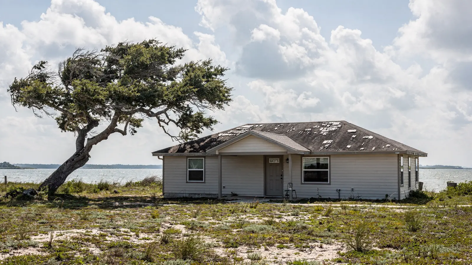 A weathered grey shingle roof on a low house near open bay water, with wind bent oak beside it.